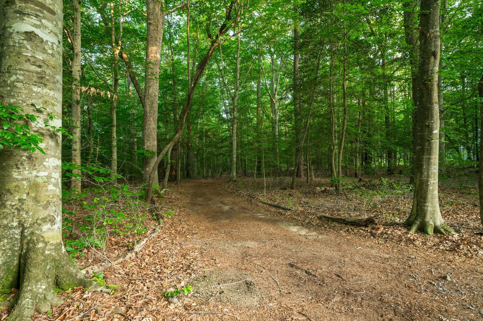 44-web-or-mls-3058-moonlight-rd