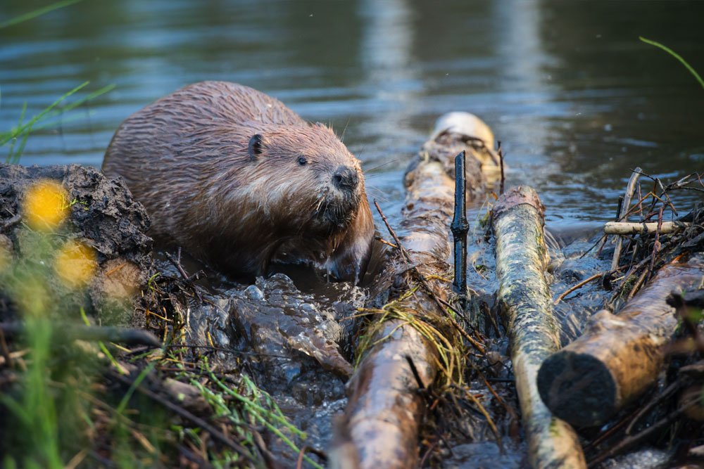 Beaver - Virginia Wildlife