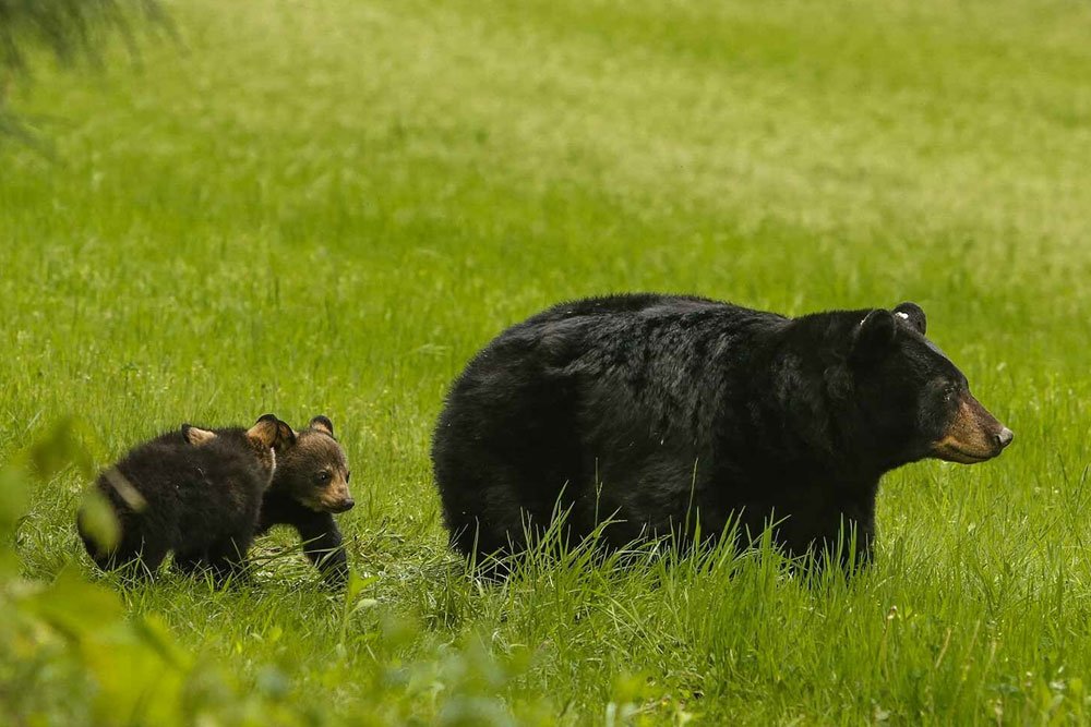 Virginia Black Bear
