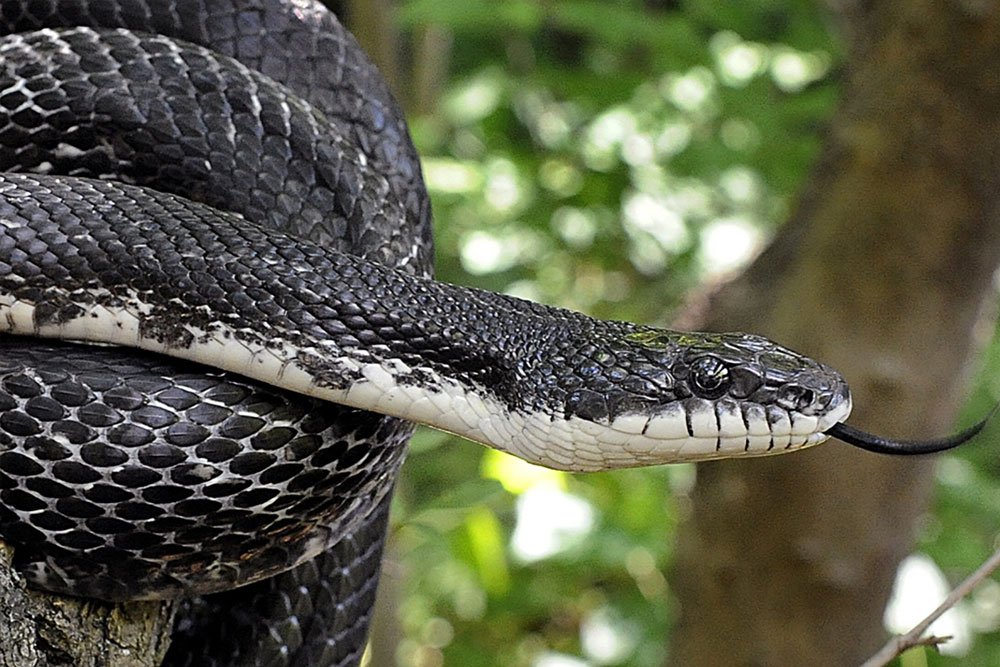 Black Rat Snake - Virginia Wildlife