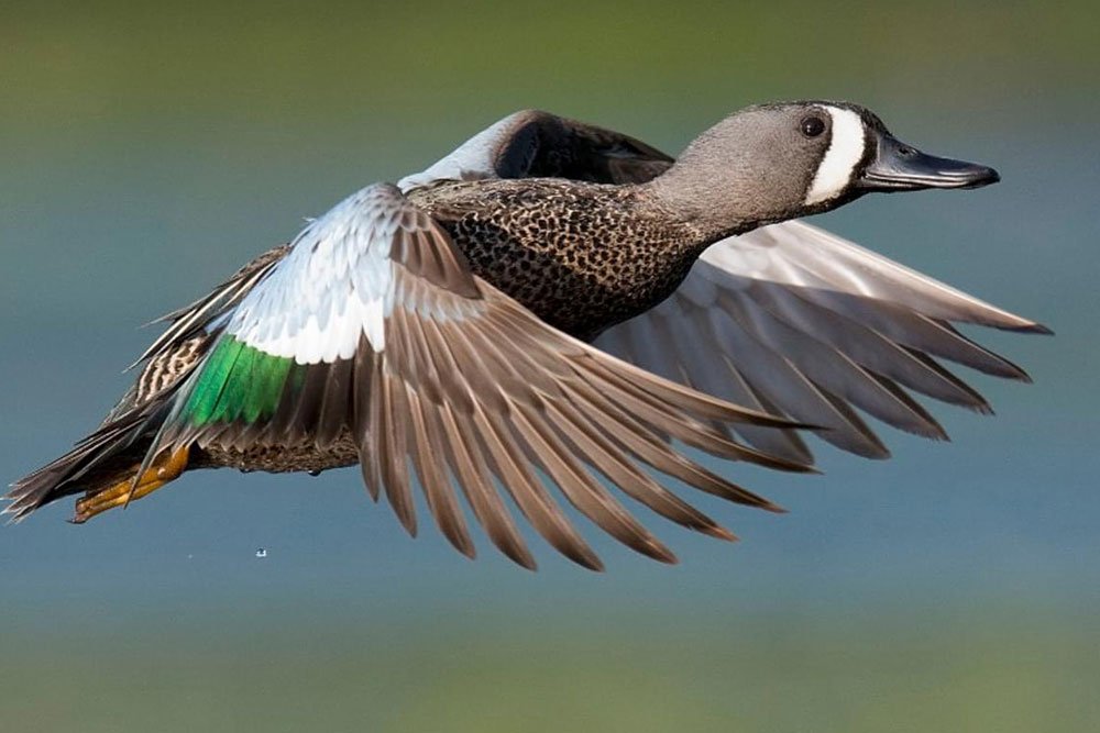 Blue Winged-Teal Duck - Virginia Wildlife