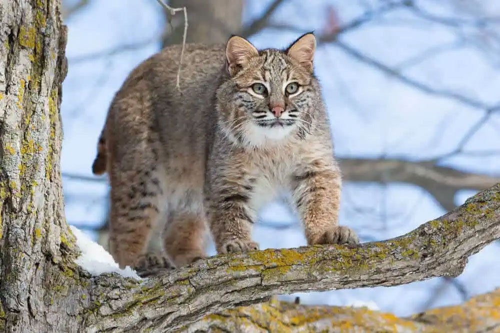 Bobcat - Moonlight Retreat in Smithfield, VA