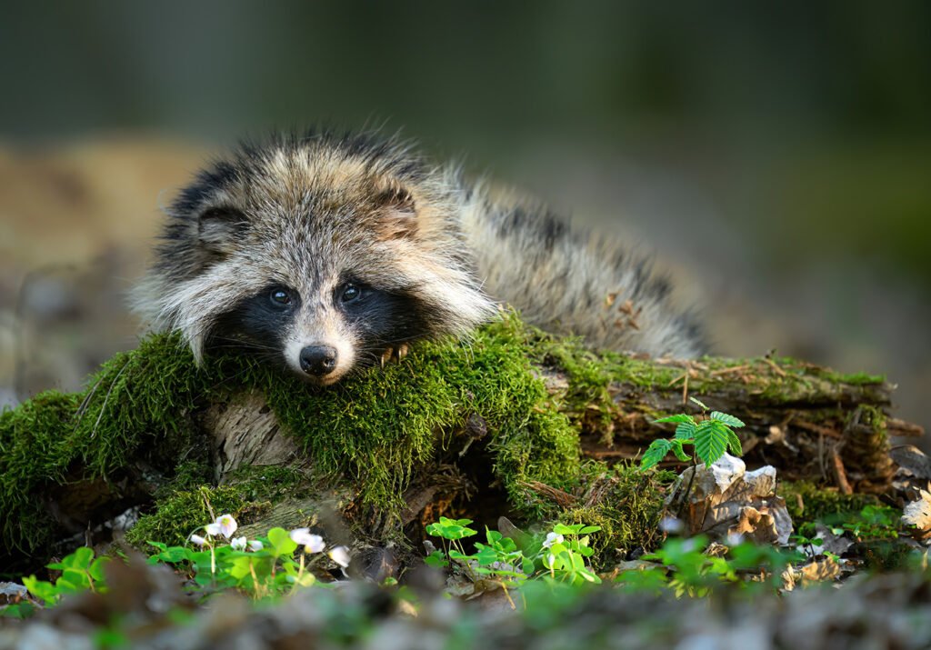 Moonlight Retreat - A Certified Wildlife Habitat