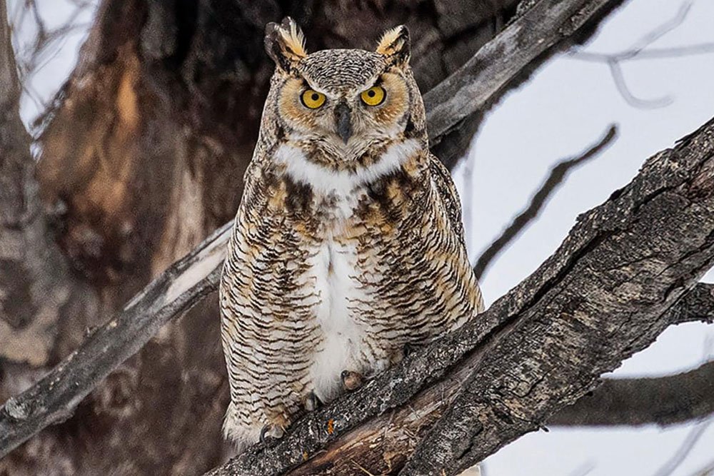 Great Horned Owl - Virginia Wildlife