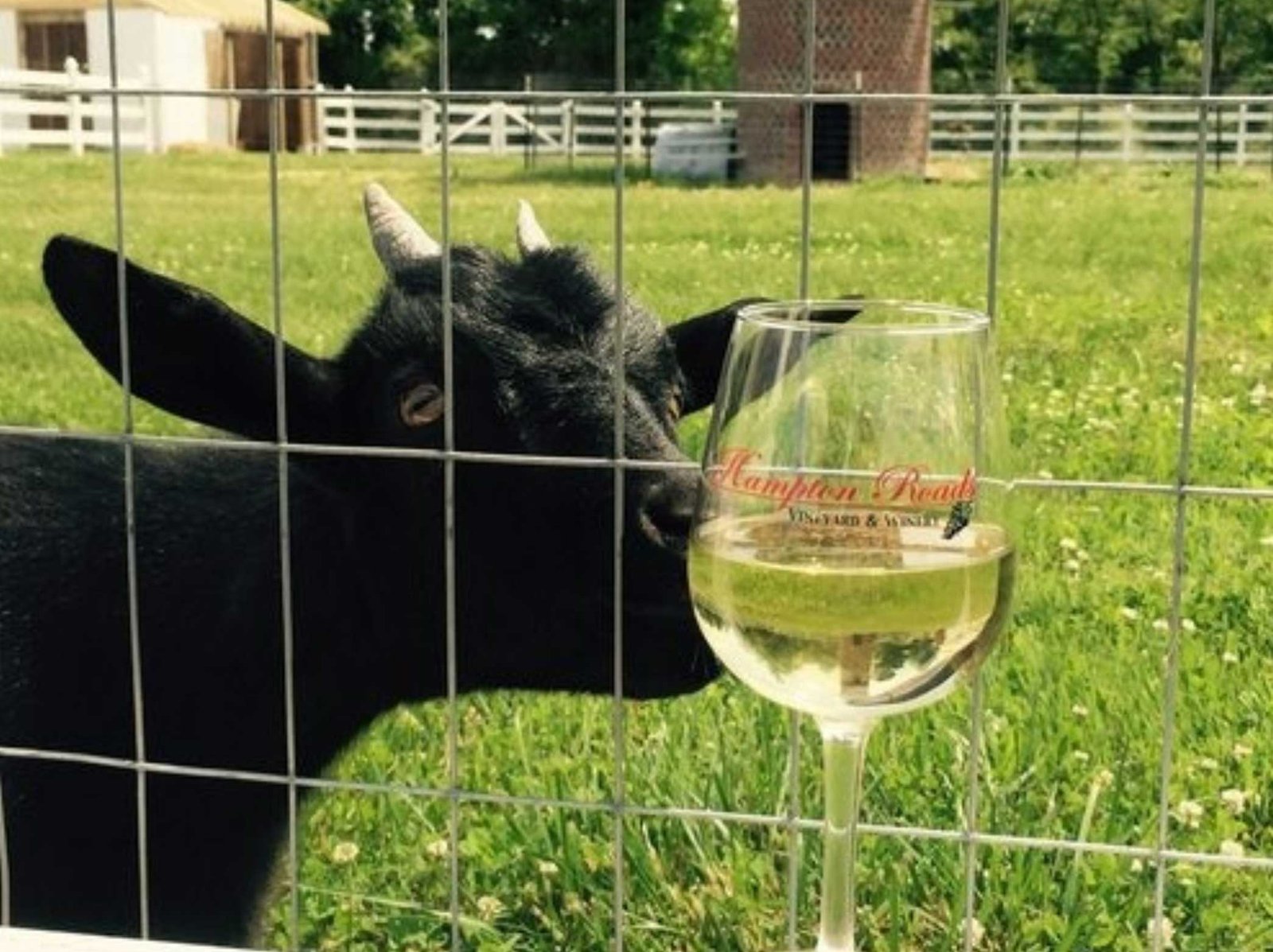hampton-roads-winery