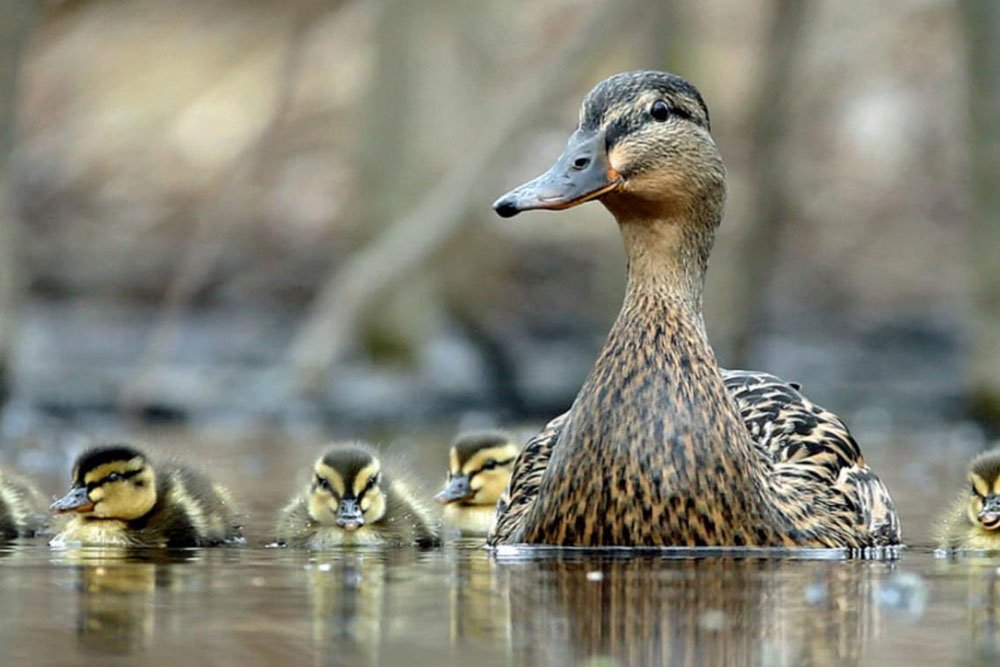 Mallard Duck - Virginia