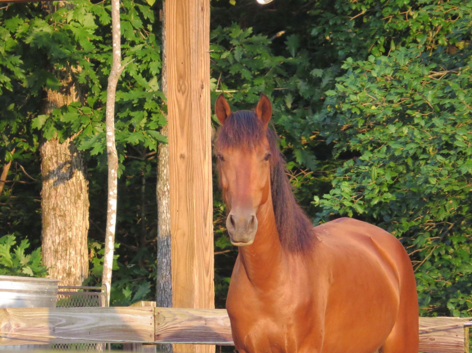 Mill Swamp Indian Horses, Smithfield, VA