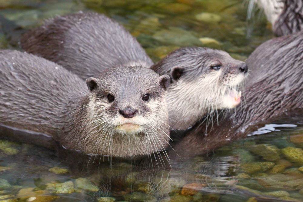 Otter - Virginia Wildlife