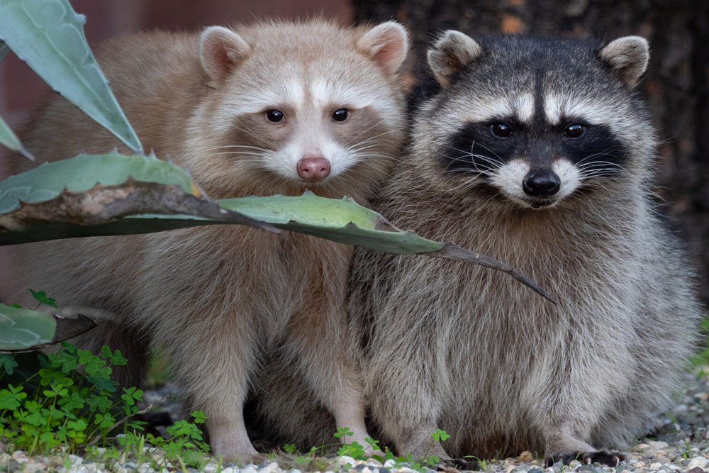 Racoon - Virginia Wildlife