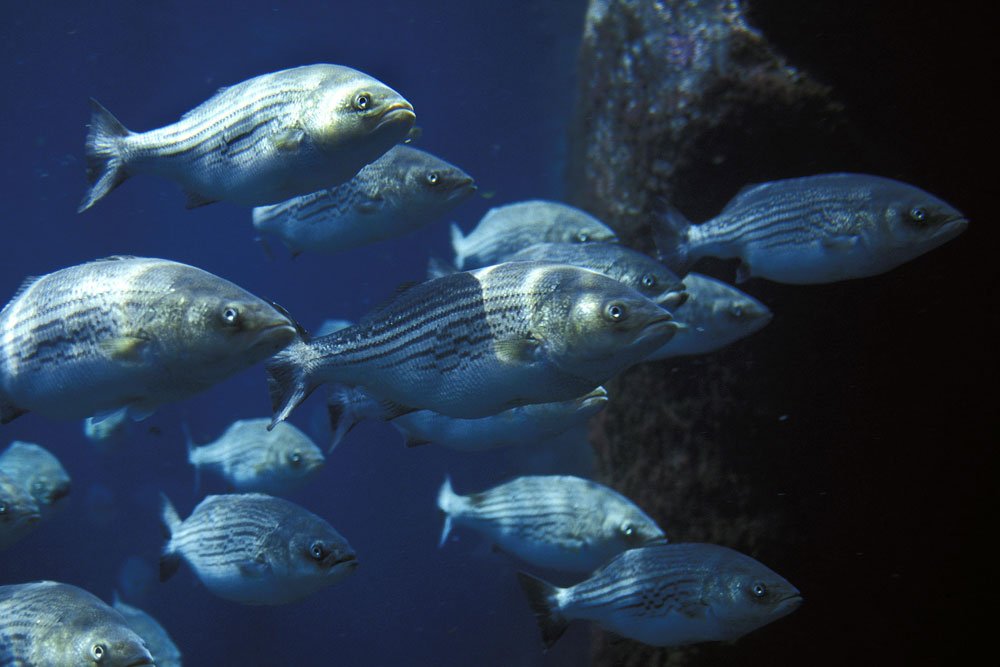 Striped bass - Virginia Wildlife