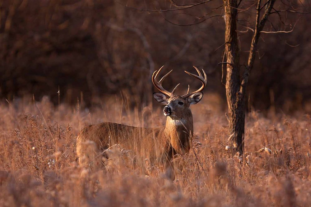 White-Tailed Deer - Virginia Wildlife