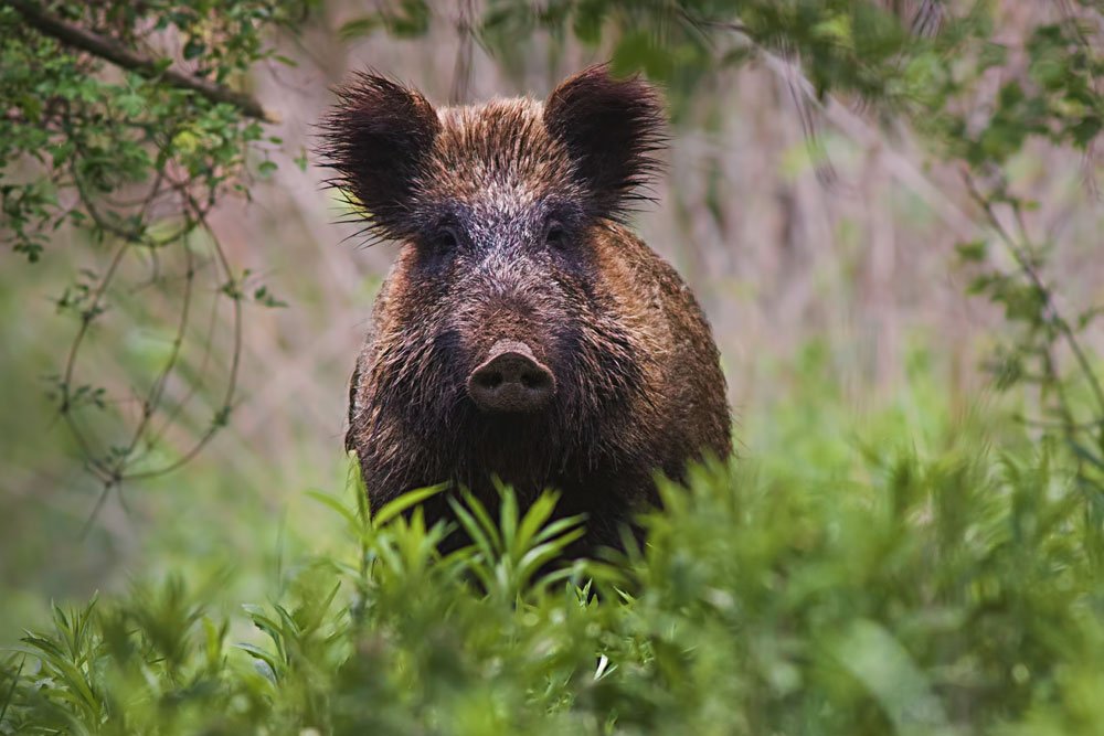 Wild Boar - Virginia Wildlife