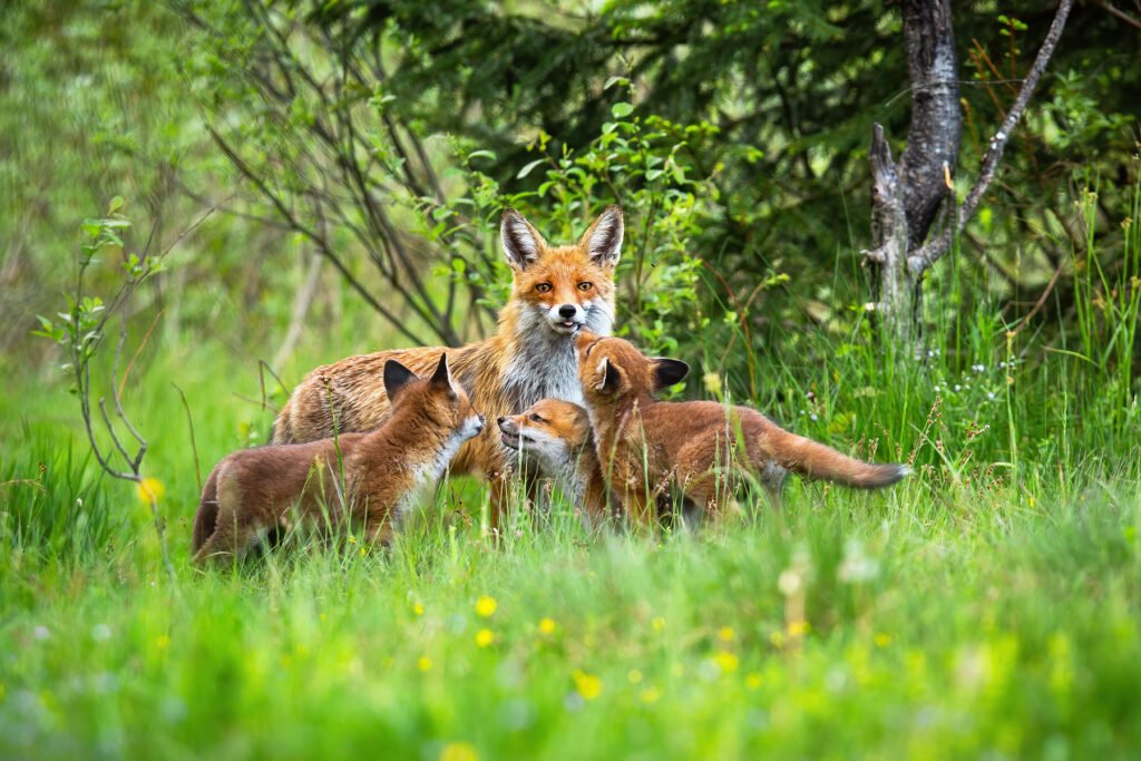 Moonlight Retreat Certified Wildlife Habitat